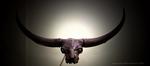 horns